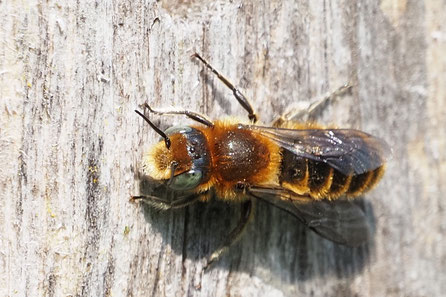 Natternkopf-Mauerbiene, Osmia adunca