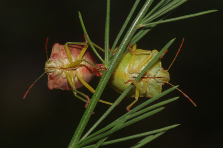 sechsbeine.de EOS 90D