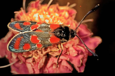 Esparsetten-Widderchen (Zygaena carniolica)