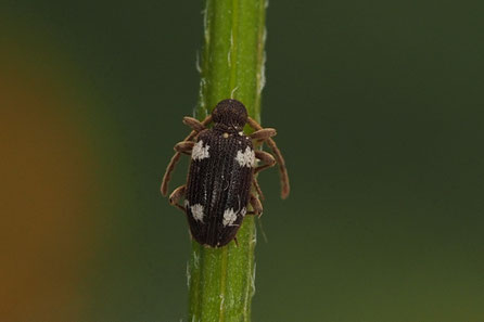 Sechspunkt-Diebskäfer (Ptinus sexpunctatus) 