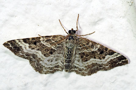 Graubinden-Labkrautspanner (Epirrhoe alternata)