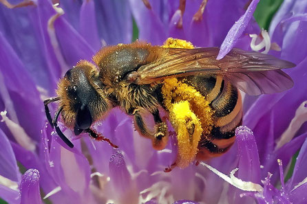 Skabiosen-Furchenbiene Halictus scabiosae Weibchen