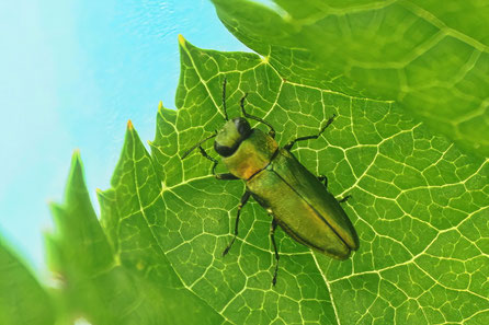 Bunter Eschen-Prachtkäfer  Anthaxia podolica