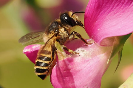 Wildbienen