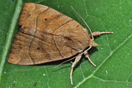 Trapezeule  Cosmia trapezina 