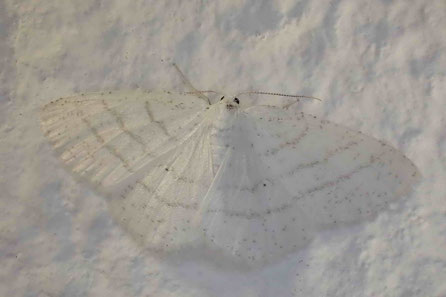 Linienspanner (Cabera pusaria)