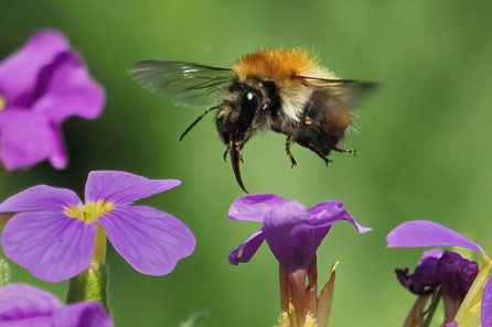 Ackerhummel (Bombus pascuorum)