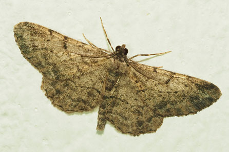 Aschgrauer Rindenspanner (H. punctinalis)