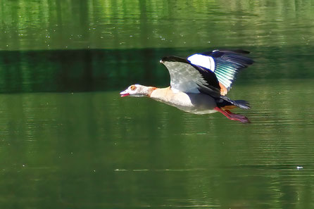  Nilgans (Alopochen aegyptiaca)