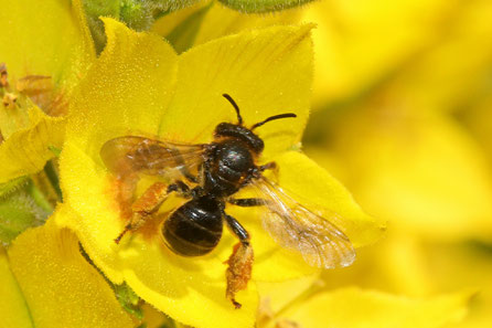 Macropis fulvipes Wald-Schenkelbiene