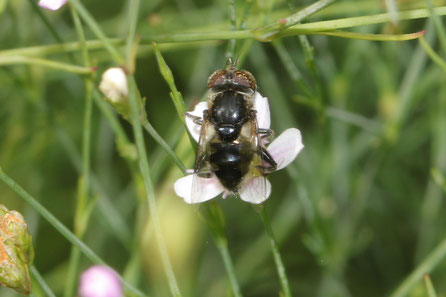  Eristalinus sepulchralis  Schwarze Augenfleck-Schwebfliege