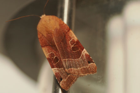  Bunte Bandeule (Noctua fimbriata)