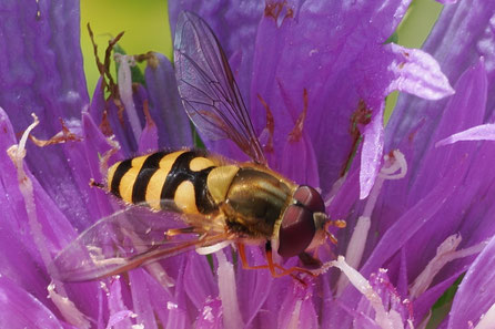 Schwebfliegen
