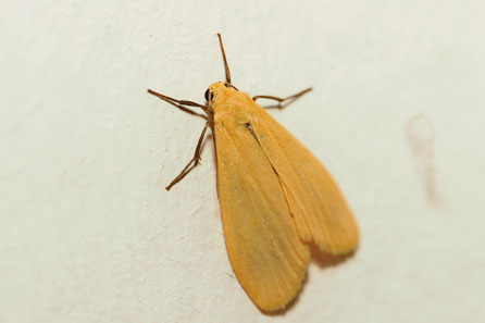 Dottergelbes Flechtenbärchen Eilema sororcula