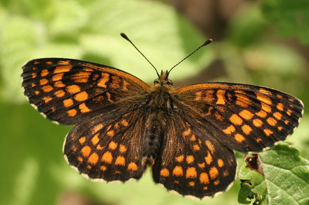 Wachtelweizen-Scheckenfalter (Melitaea athalia)