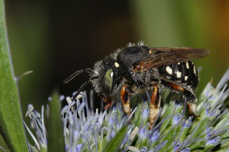 Wollbienen -Harzbienen (Megachilidae)