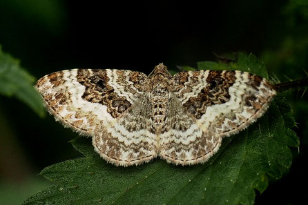 Graubinden-Labkrautspanner (Epirrhoe alternata)