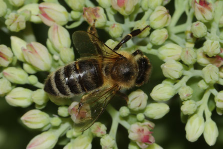 Apis melifera melifera- Deutsche Biene