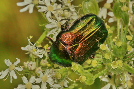 Rosenkäfer (Cetonia aurata)
