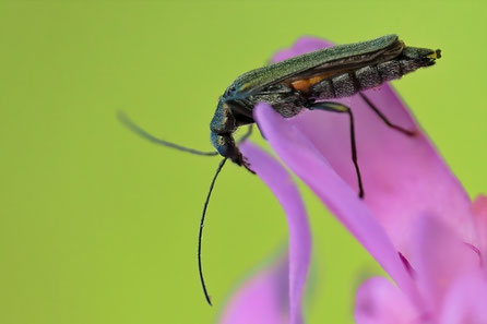 Graugrüner Schenkelkäfer (Oedemera virescens)