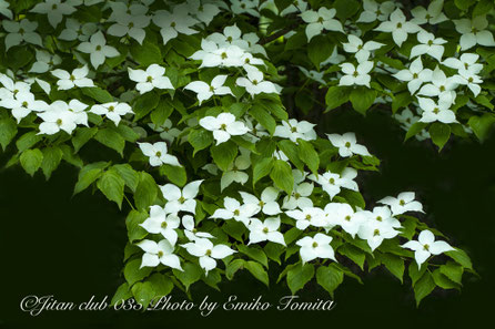 y0404-23 真作保証　松本昇 恵子の像　光風会　額装　油絵　65×57.5 第22回・第23回・第24回 - y-tanjijitan-cliub ページ！