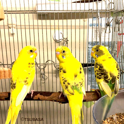 オカメインコ 一斉引き取り