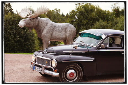 Elchstatue mit Volvo