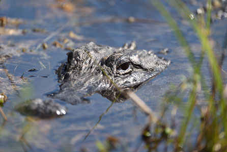 Everglades