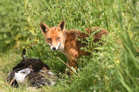 Oostvaardersplassen