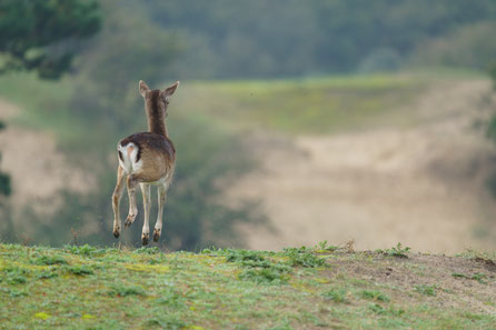 young deer jumping 