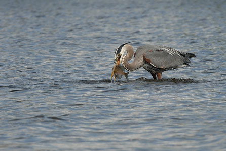 Great blue heron