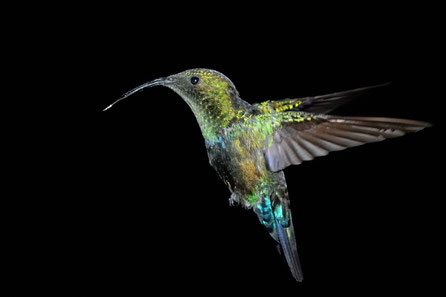Hummingbird