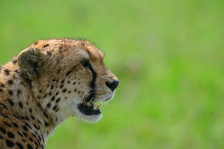 Cheetah, Masai Mara, Kenya