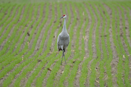 Sandhill Crane