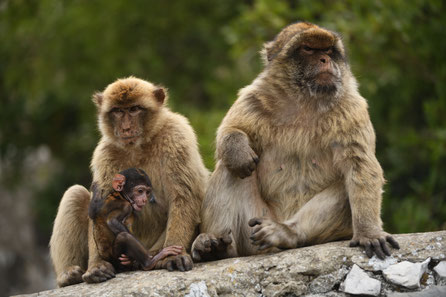 Gibraltar