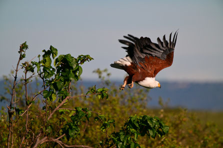 African Sea Eagle