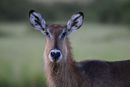 Waterbuck