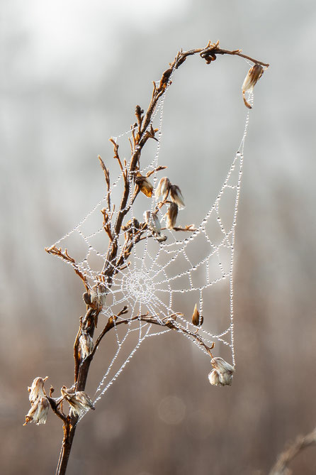 Drops of morning dew on a spider web.