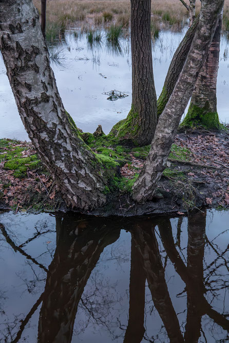 Tree trunks surrounded by water.