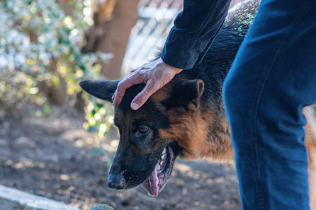 COMMENT CARESSER UN CHIEN