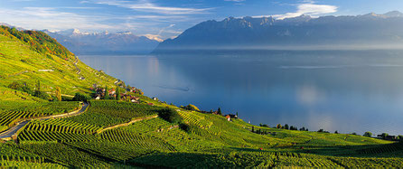 Région Lavaux - Villa contemporaine avec vue spectaculaire