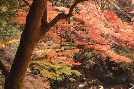 石鴨神社前のかえでの木（秋）