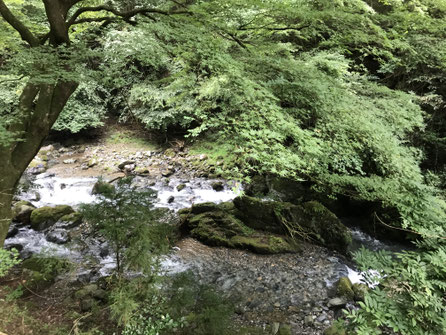石鴨神社前のかえでの木