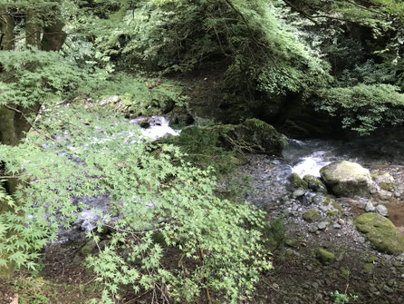 もみじと清流のコラボ