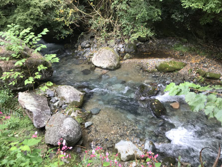 美しく透き通った川の水