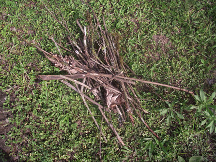 Kindling ^