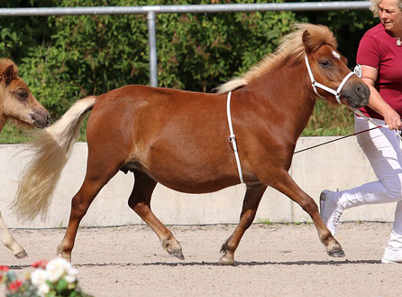 M: Neela aus dem Wendland StPrSt/PrSt*