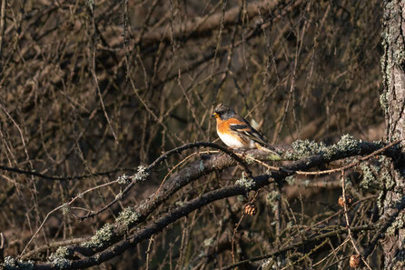 Bergfinkmännchen iso400 | f7.1 | 370mm | 1/500sec.