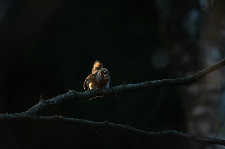 Bergfink-Männchen iso640 | f7.1 | 370mm | 1/500sec.