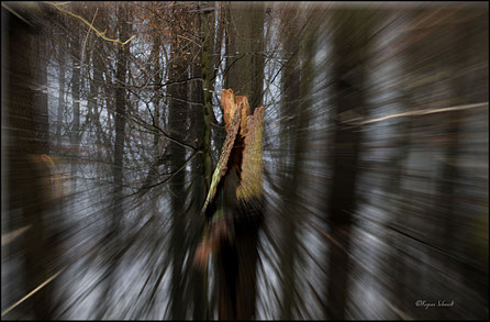 Spaziergang im Wald